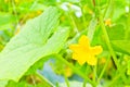Small cucumber with flower on tree Royalty Free Stock Photo
