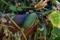 Small cucumber on garden bed in a barrel Royalty Free Stock Photo