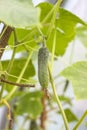 Small cucumber in greenhouse Royalty Free Stock Photo