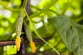 Small cucumber growing in garden Royalty Free Stock Photo