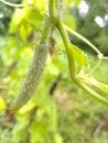 Small cucumber growing up on vine