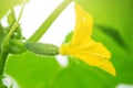 A small cucumber grows on a branch in a greenhouse. Flowers of cucumbers.