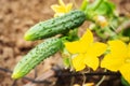 A small cucumber grows on a branch in a greenhouse.