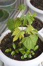 Small cucumber plants with green leaves growing in the soil in a flower pot Royalty Free Stock Photo