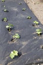 Small cucumber seedlings under black spunbond mulch Royalty Free Stock Photo