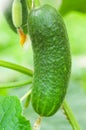 Small cucumber in the vegetable-garden