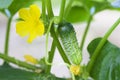 Small cucumber and yellow bloom