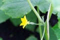 Small cucumber with yellow flower and tendrils. selective focus. Royalty Free Stock Photo