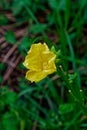 Small cucumber with yellow flower and tendrils close-up on the garden bed. Royalty Free Stock Photo