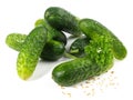 Small Cucumbers for Pickles with Mustard Seeds on white Background - Isolated Royalty Free Stock Photo