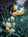 Small Cup Daffodil flowers orange and white beautiful lovely macro up close. Narcissus, genus of predominantly spring perennial pl Royalty Free Stock Photo