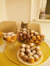 Small curd balls. Freshly made cottage cheese donuts sprinkled with powdered sugar on the table. Profiteroles. The cat