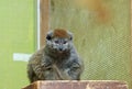 A small cure Alaotran gentle lemur sitting and looking directly into camera Royalty Free Stock Photo