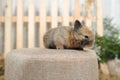 A small and curious brown rabbit sits on a fabric soft stool. Easter holiday and decor with little bunnies. Royalty Free Stock Photo