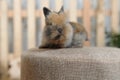 A small and curious brown rabbit sits on a fabric soft stool. Easter holiday and decor with little bunnies. Royalty Free Stock Photo