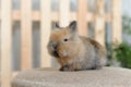 A small and curious brown rabbit sits on a fabric soft stool. Easter holiday and decor with little bunnies. Royalty Free Stock Photo