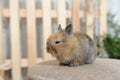 A small and curious brown rabbit sits on a fabric soft stool. Easter holiday and decor with little bunnies. Royalty Free Stock Photo