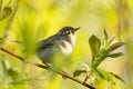 Small and curious European songbird Common chiffchaff, Phylloscopus collybita Royalty Free Stock Photo