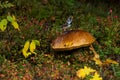 Small and curious European songbird Crested tit, Lophophanes cristatus standing on a huge Boletus mushroom