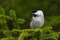 Small and curious European songbird Willow tit, Poecile montanus perching on a spruce branch