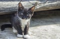 A small curious funny kitten against a wooden wall