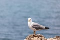 Small curious silver seagull on rocks along Biarritz city looks at the photographer