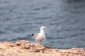 Small curious silver seagull on rocks along Biarritz city looks at the photographer