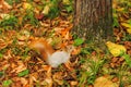 Small curious squirrel on a fall autumn leaves