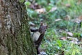 Small curious squirrel peeking behind large tree and looking at camera in local park Royalty Free Stock Photo