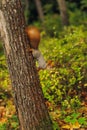 Small curious squirrel on a tree trunk