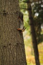 Small curious squirrel on a tree trunk