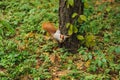 Small curious squirrel on a tree trunk