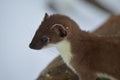 A small, curious weasel