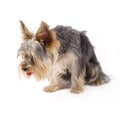 A small curious yorkshire terrier