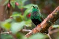 Small curved beak hummingbird perched on a tree branch while displaying its iridescent neck