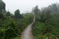 Small curved rural path between farmer green fields