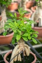 Small Cussonia Bonsai potted in greenhouse