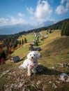 Small cute adorable Maltese dog in beautiful landscape