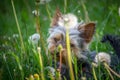 Small cute adorable Yorkshire Terrier Yorkie hiding in tall green grass in nature Royalty Free Stock Photo