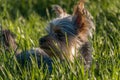 Small cute adorable Yorkshire Terrier Yorkie laying in tall green grass in nature and looking away Royalty Free Stock Photo