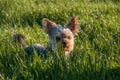 Small cute adorable Yorkshire Terrier Yorkie laying in tall green grass in nature Royalty Free Stock Photo