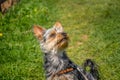 Small cute adorable Yorkshire Terrier Yorkie looking up on green grass Royalty Free Stock Photo