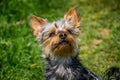 Small cute adorable Yorkshire Terrier Yorkie looking up on green grass Royalty Free Stock Photo