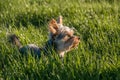 Small cute adorable Yorkshire Terrier Yorkie in tall green grass in nature looking away Royalty Free Stock Photo