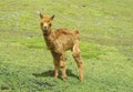 Small cute alpaca Royalty Free Stock Photo