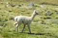 Small cute baby lama