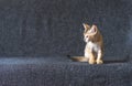 Small Bengal kitten sits on the couch