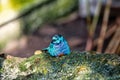 Small cute bird with blue feathers Royalty Free Stock Photo