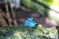 Small cute bird with blue feathers Royalty Free Stock Photo