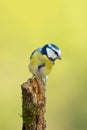 Single blue tit sitting on tree branch Royalty Free Stock Photo